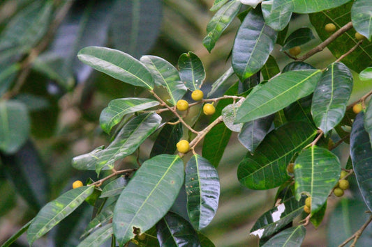 Ficus Obliqua (Small-Leaved Fig)