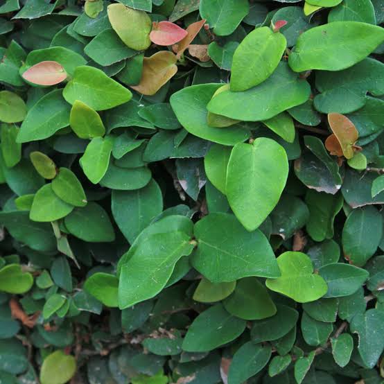 Ficus Pumila (Creeping Fig)