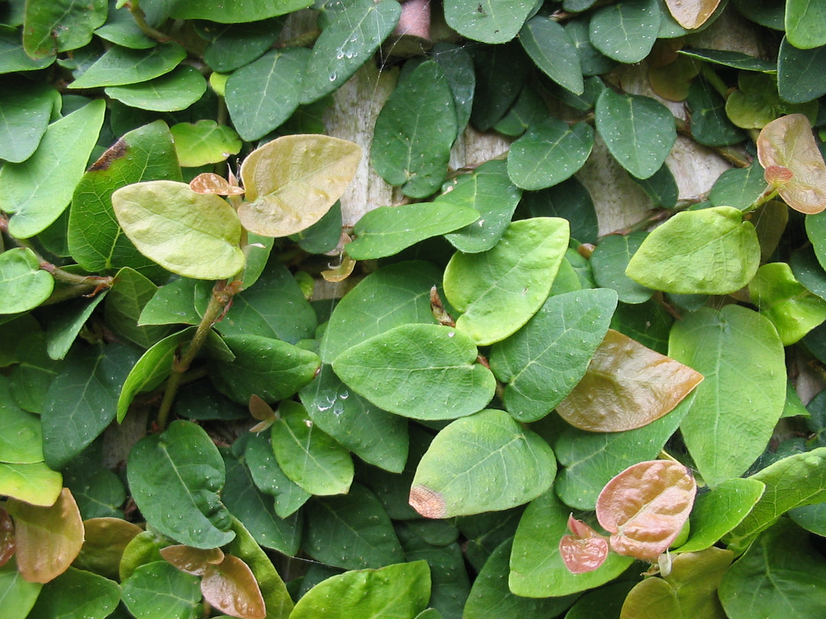 Ficus Pumila (Creeping Fig)
