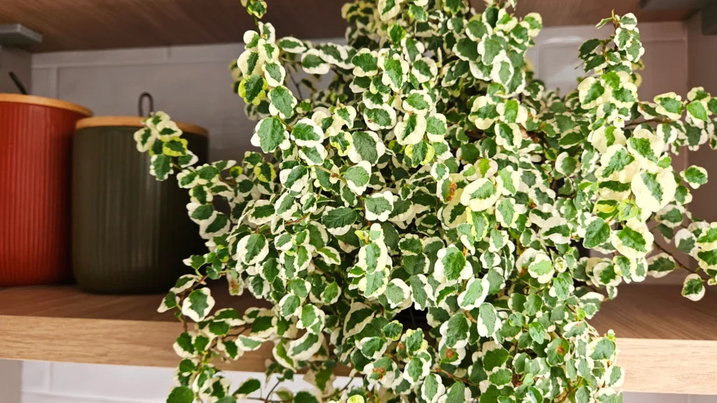 Ficus Pumila ‘Variegata’ (Variegated Creeping Fig)