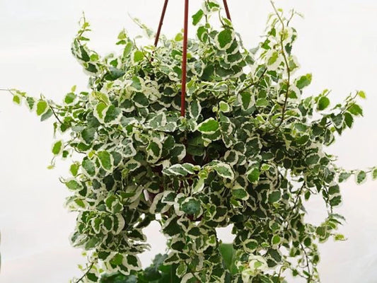 Ficus Pumila ‘Variegata’ (Variegated Creeping Fig)