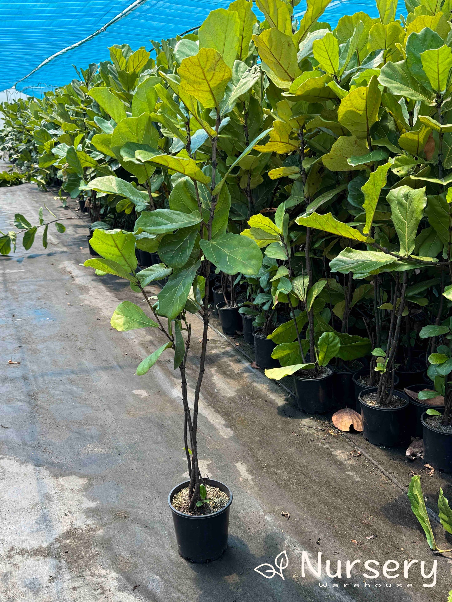 Ficus Lyrata (Fiddle Leaf | Tall 1m + high, some yellow, overgrown)