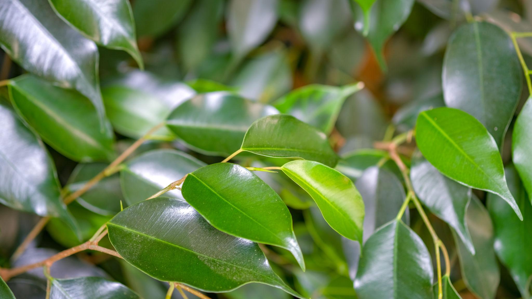 Ficus Benjamina (Emerald Green Standard)