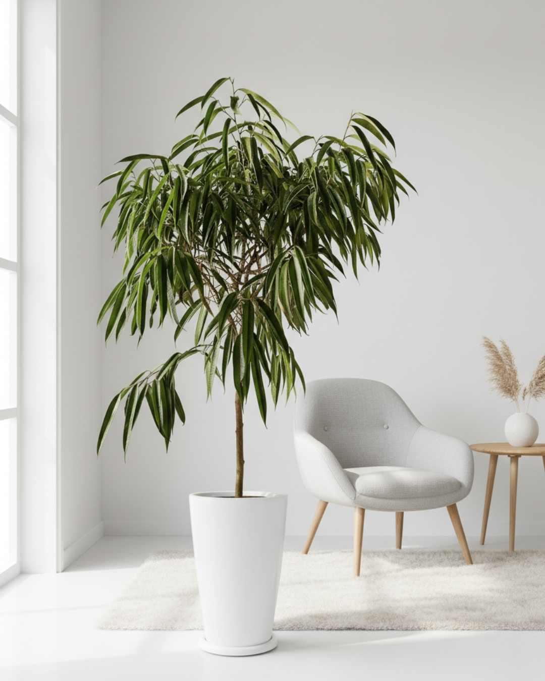 Ficus Binnendijkii (Alii Petite)