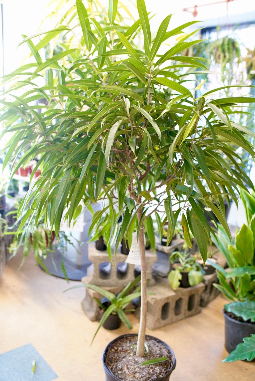 Ficus Binnendijkii (Alii Petite)