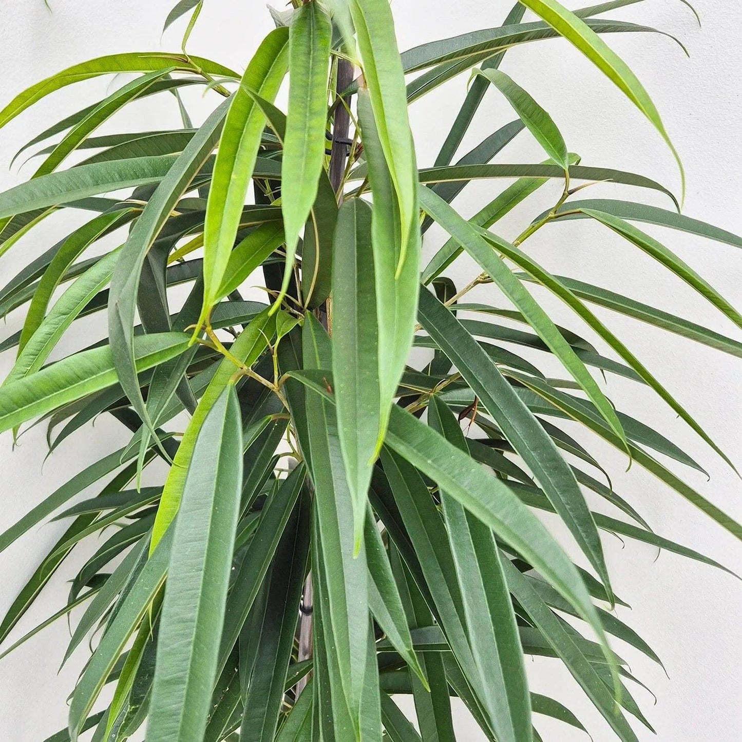 Ficus Binnendijkii (Alii Petite)