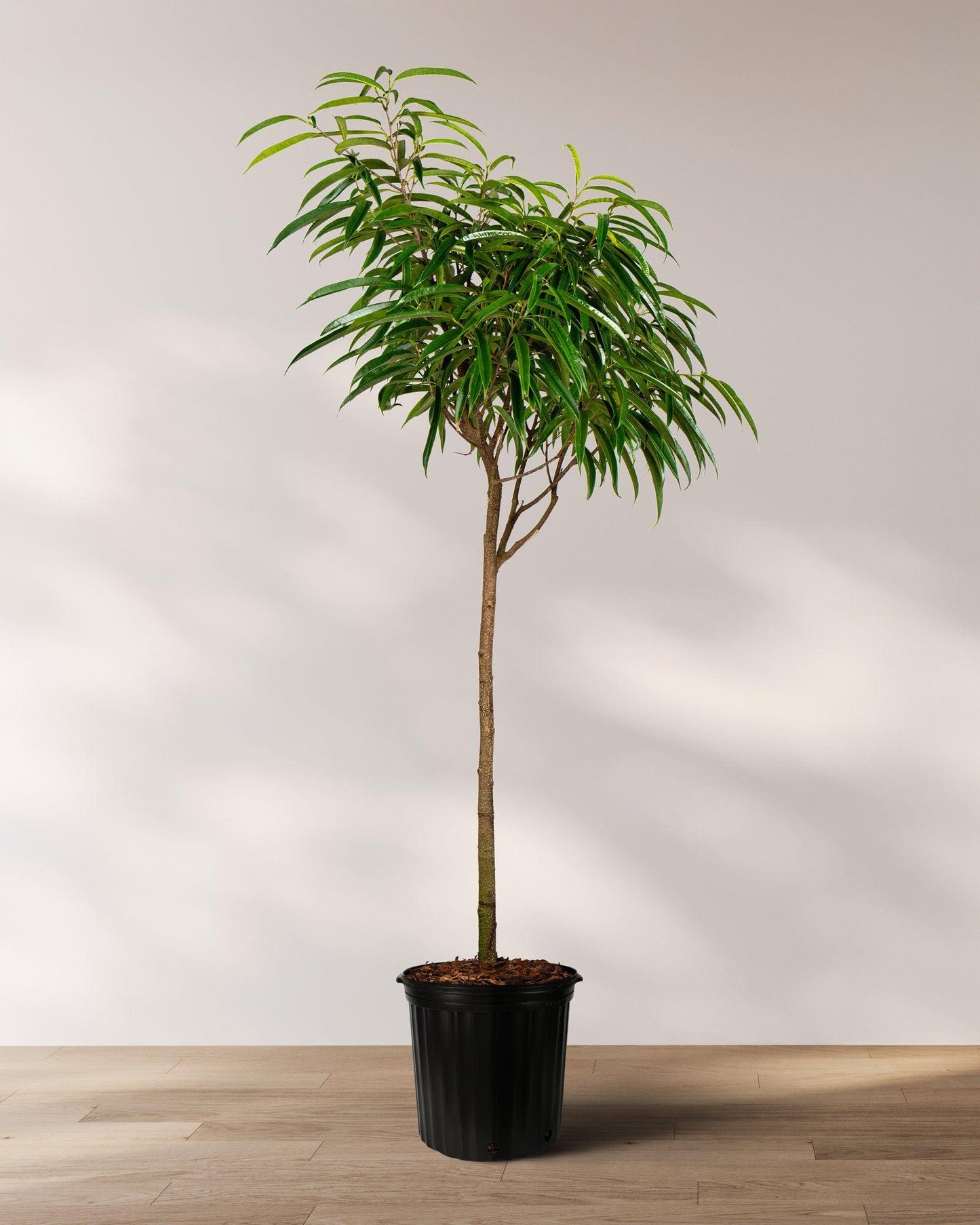 Ficus Binnendijkii (Alii Petite)