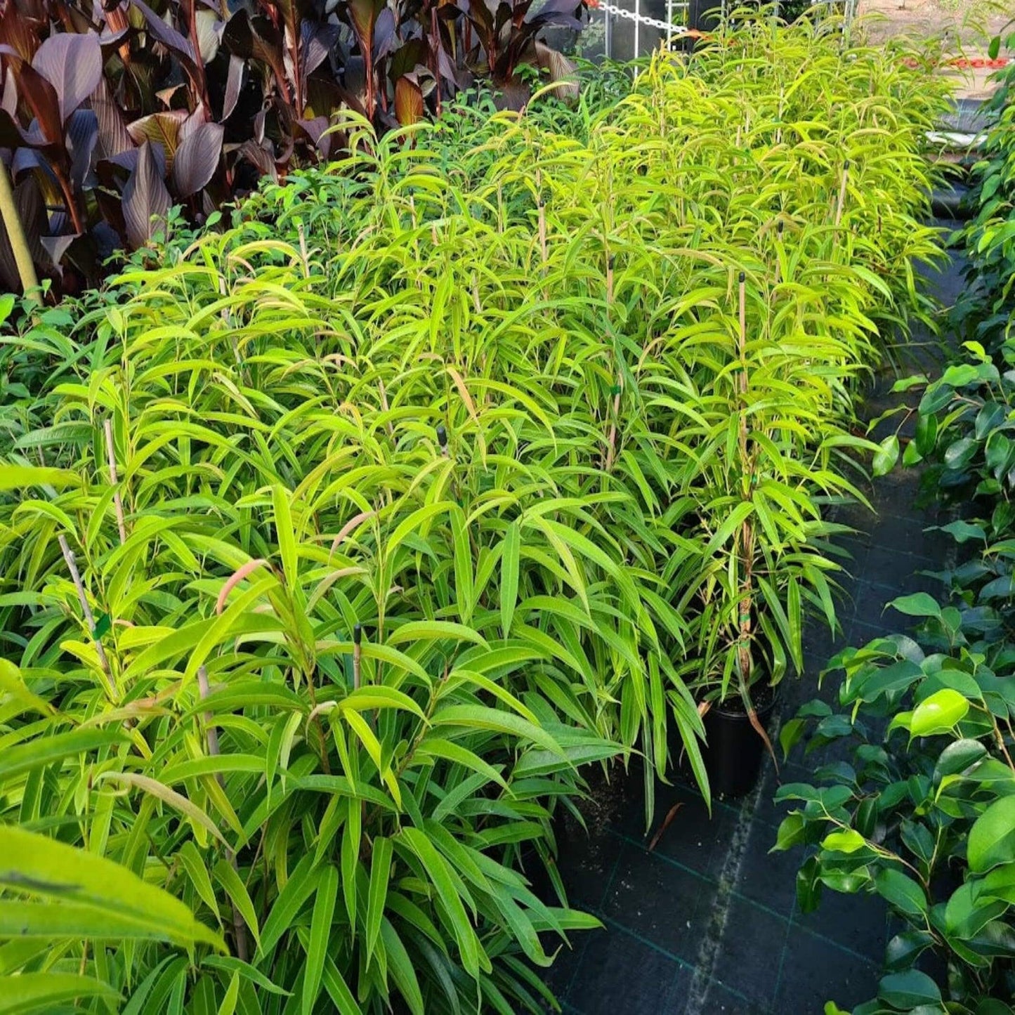 Ficus Binnendijkii (Alii Petite)
