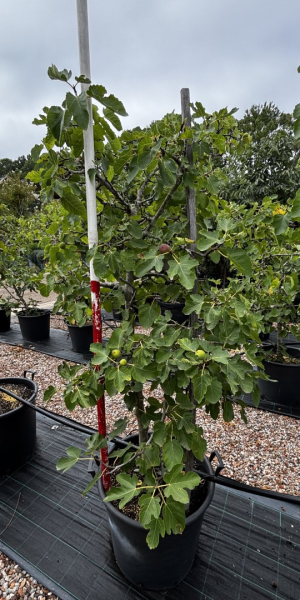 Ficus Carica 'Brown Turkey' (Brown Turkey Fig)