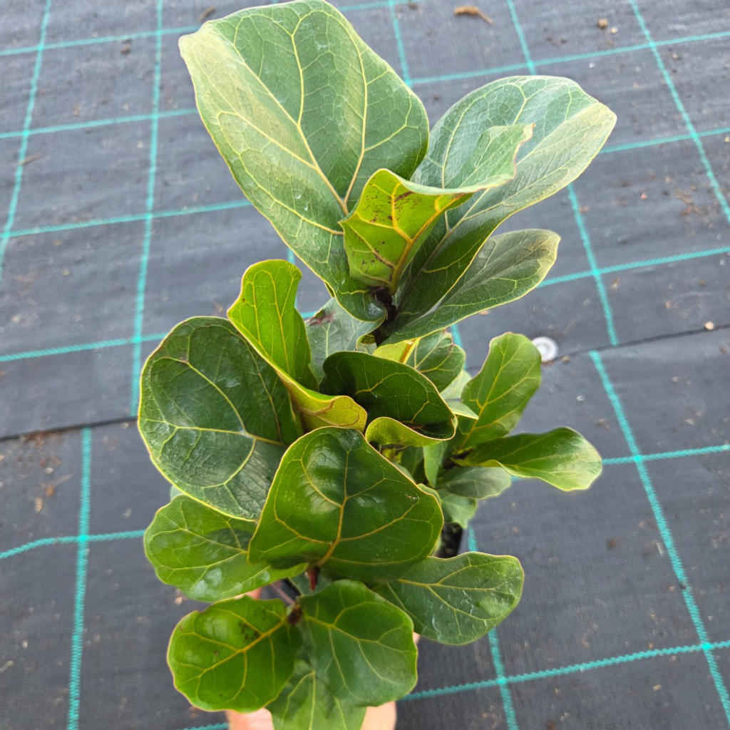 Ficus Lyrata (Bambino)