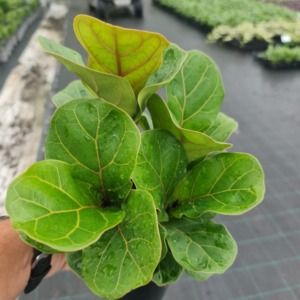 Ficus Lyrata (Bambino)