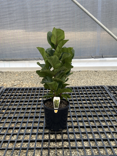 Ficus Lyrata (Fiddle Leaf | Tall 1m + high, some yellow, overgrown)