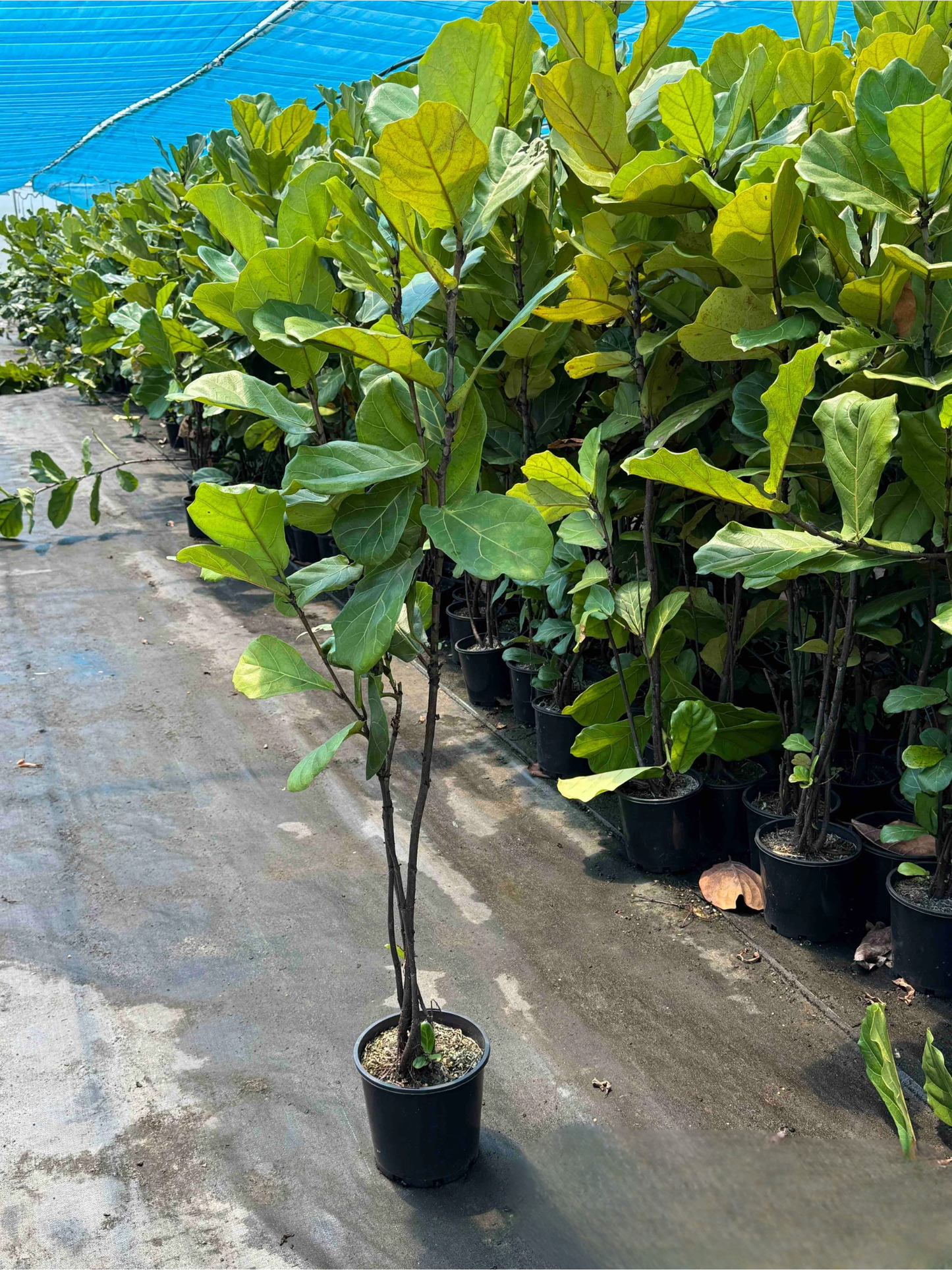 Ficus Lyrata (Fiddle Leaf | Tall 1m + high, some yellow, overgrown)