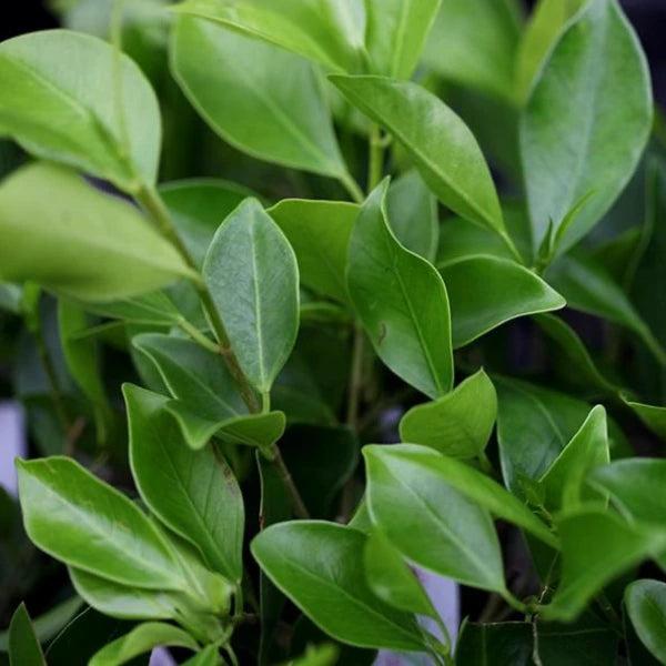 Ficus Microcarpa ‘Flash’ Pleached (Flash Pleached Ficus)