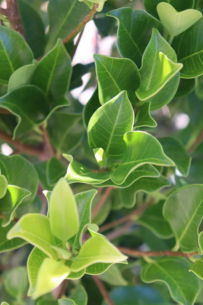 Ficus Microcarpa ‘Flash’ Pleached (Flash Pleached Ficus)