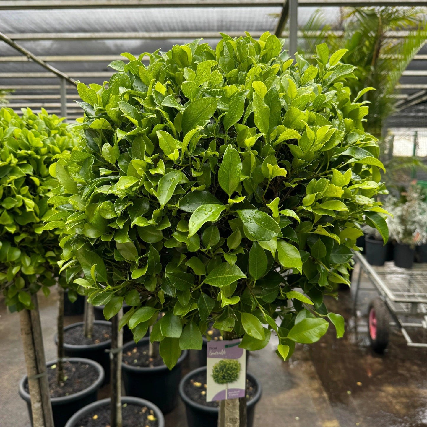 Ficus Microcarpa ‘Flash’ Pleached (Flash Pleached Ficus)