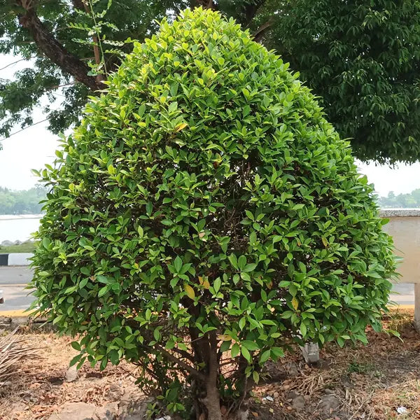 Ficus Microcarpa ‘Flash’ Standards (Flash Standard Ficus)