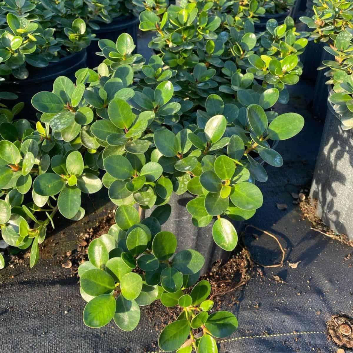 Ficus Microcarpa 'Green Island' (Green Island Fig)
