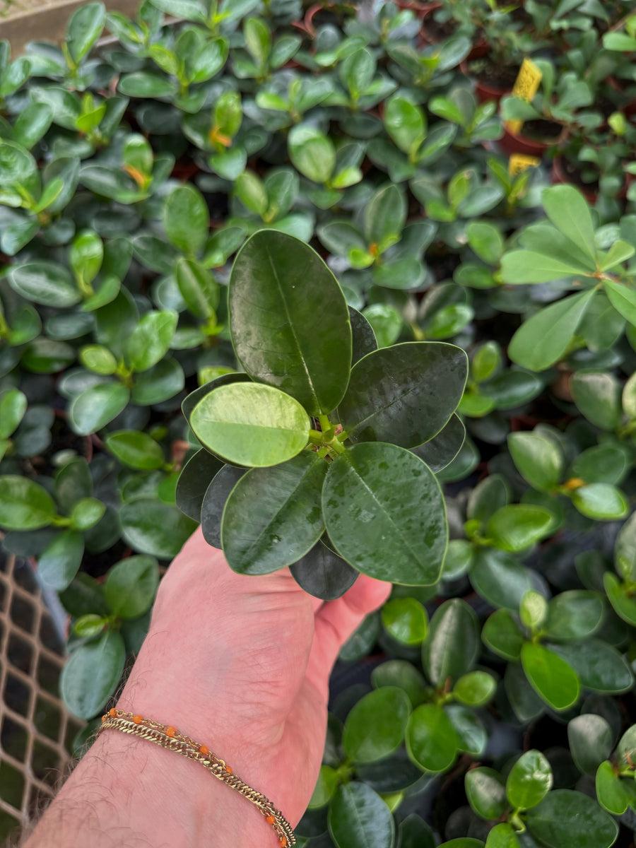 Ficus Microcarpa 'Green Island' (Green Island Fig)