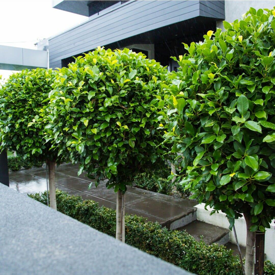 Ficus Microcarpa ‘Hillii’ Standards (Indian Laurel Fig)