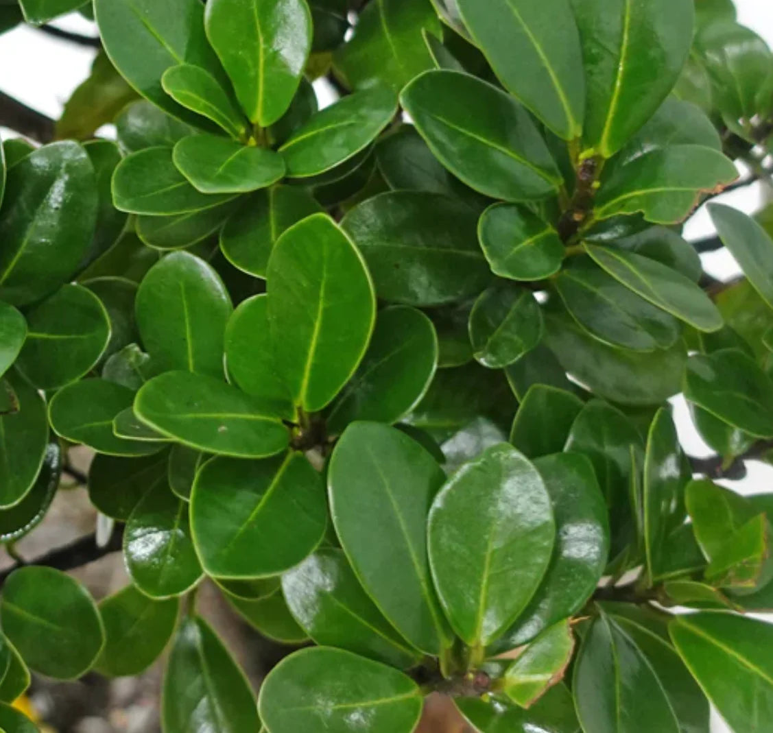 Ficus Microcarpa ‘Hillii’ Standards (Indian Laurel Fig)