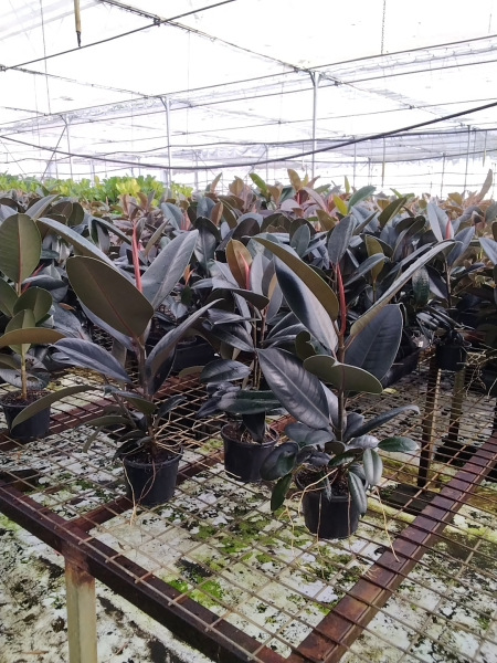 Ficus Elastica Burgundy (Indian Rubber Tree | overgrown)