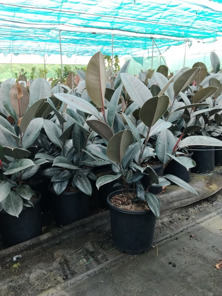 Ficus Elastica Burgundy (Indian Rubber Tree | overgrown)