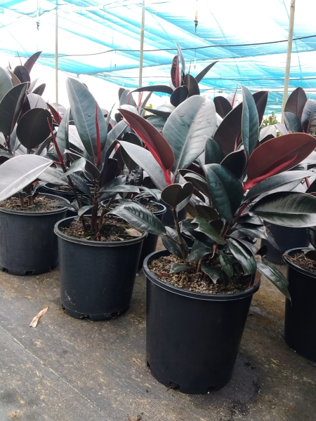 Ficus Elastica Burgundy (Indian Rubber Tree)