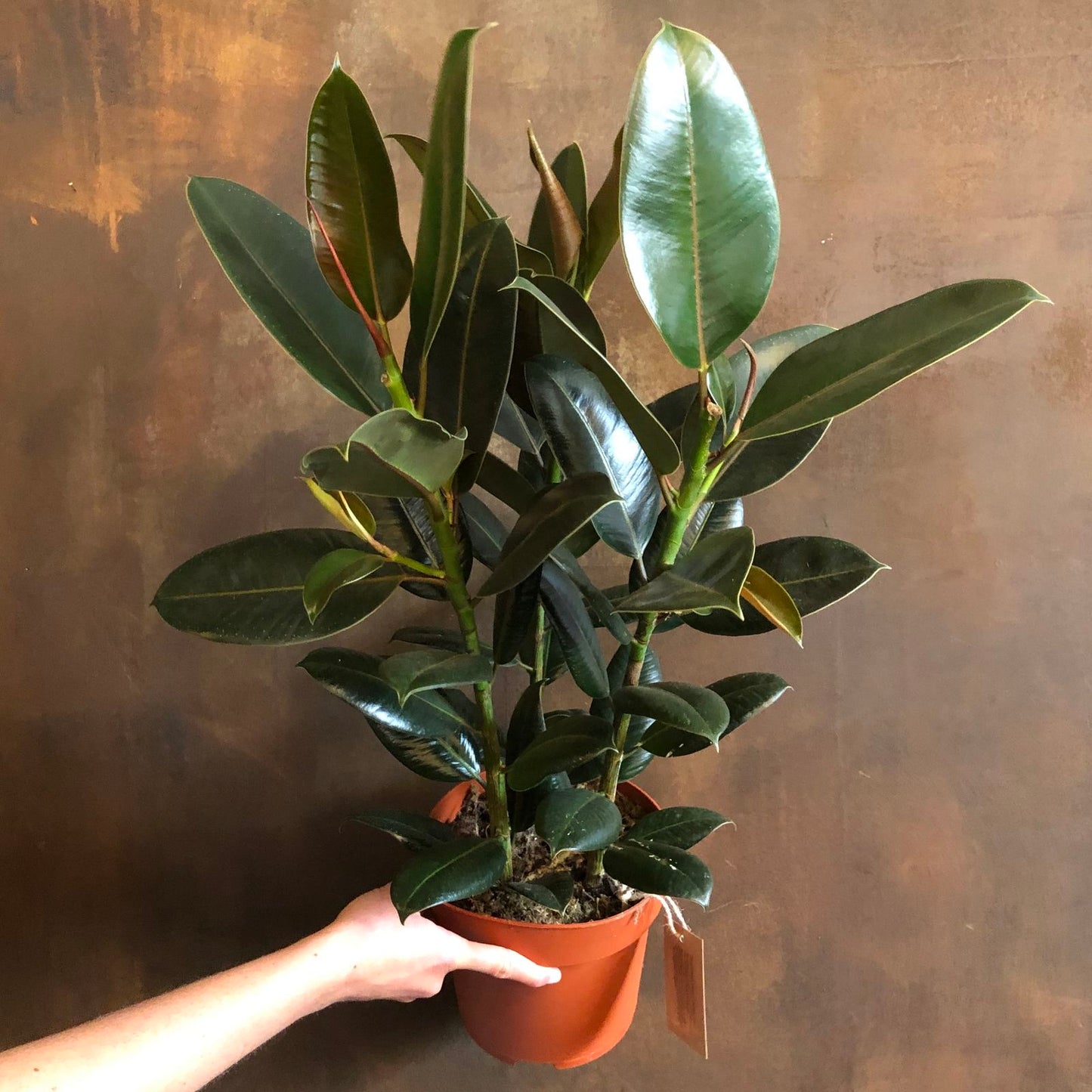 Ficus elastica ‘Melany’ (Rubber Plant ‘Melany’)