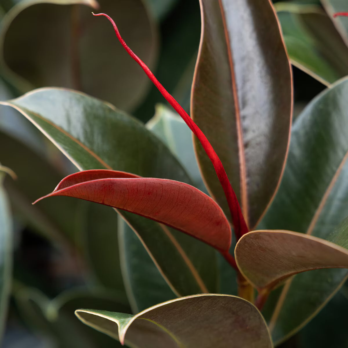 Ficus elastica ‘Melany’ (Rubber Plant ‘Melany’)