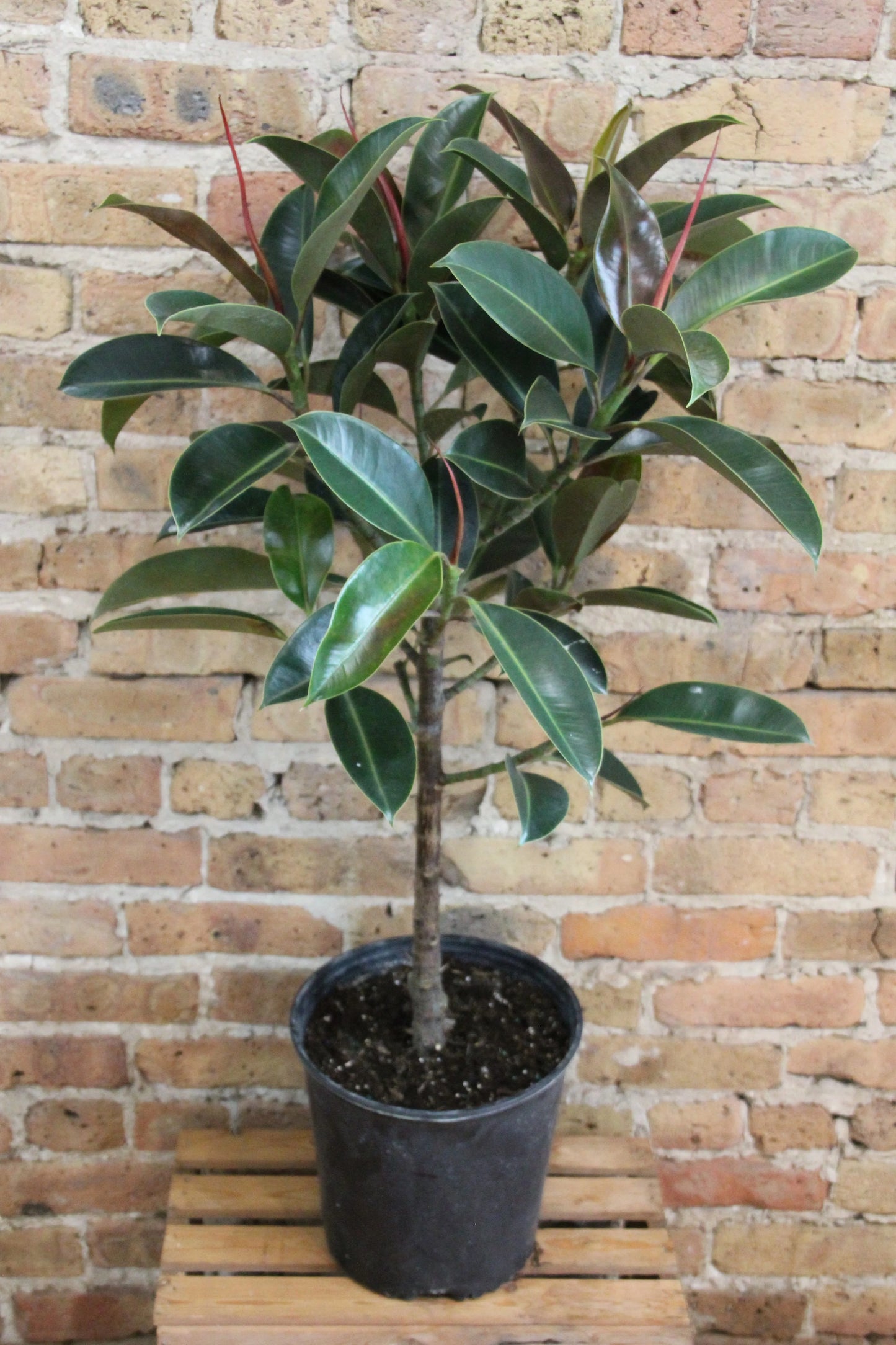 Ficus elastica ‘Melany’ (Rubber Plant ‘Melany’)
