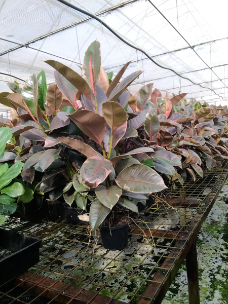 pink rubber tree plant Ruby Rubber Plant – Variegated Pink and Green Foliage