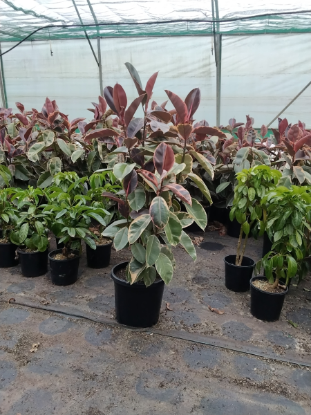 Ficus Elastica 'Ruby' (Ruby Rubber Plant)