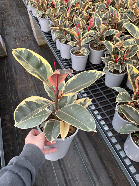 Ficus Elastica ‘Tineke’ (Variegated Rubber Plant)