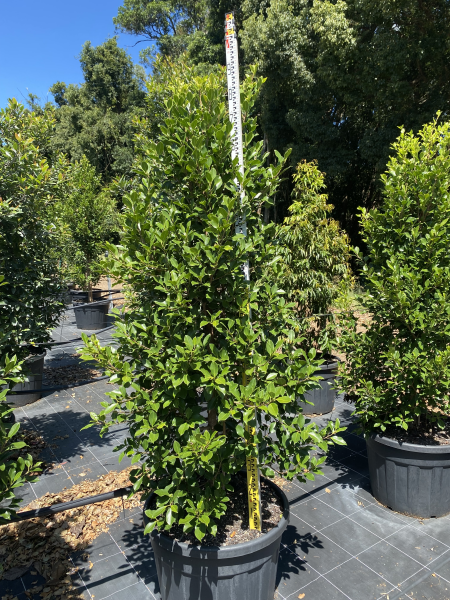 Ficus Microcarpa 'Flash' (Flash Ficus)