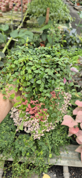 Ficus Pumila 'Minima' (Miniature Creeping Fig)