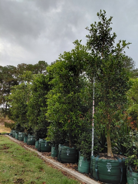 Ficus Rubiginosa (Port Jackson Fig)