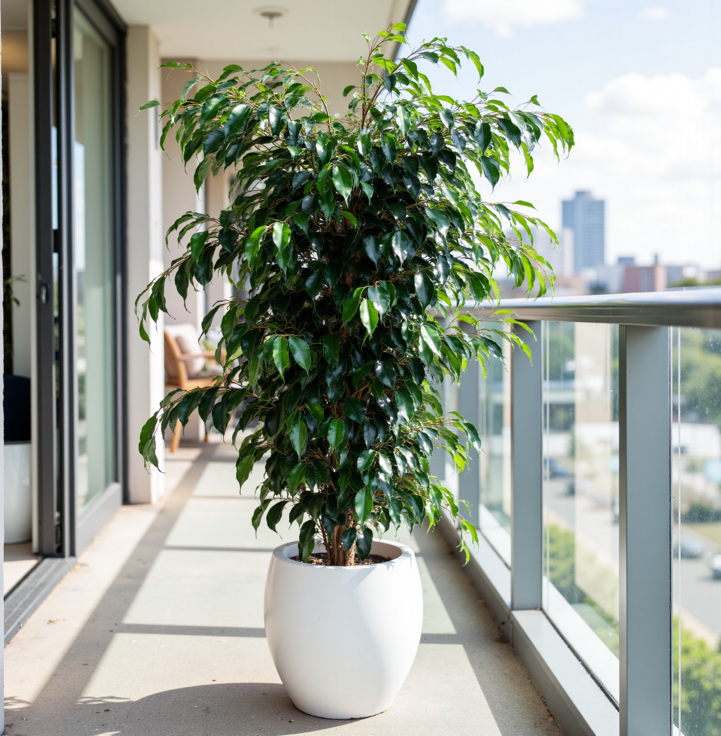 Ficus Benjamina 'Midnight Beauty' (Midnight Beauty Weeping Fig)