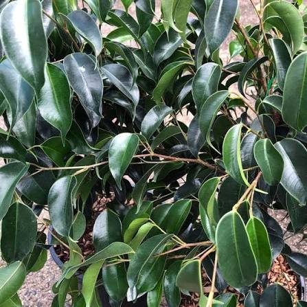 Ficus Benjamina 'Midnight Beauty' (Midnight Beauty Weeping Fig)