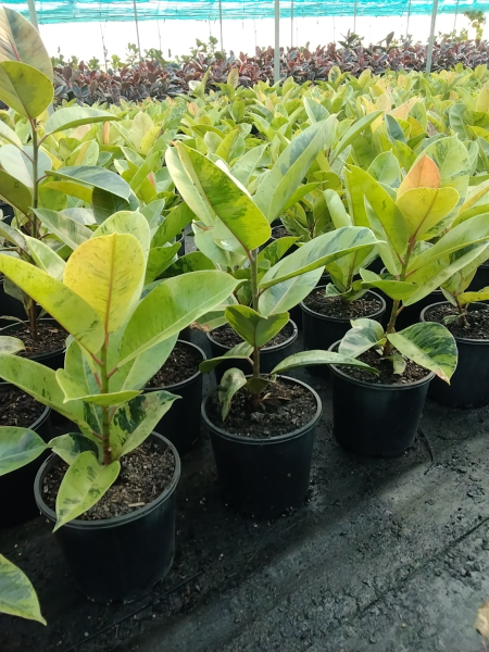 Ficus Elastica 'Shivereana' (Shivereana Rubber Plant)