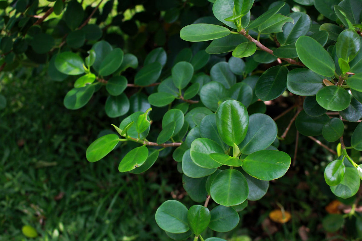 Ficus Microcarpa 'Green Island' (Green Island Fig)