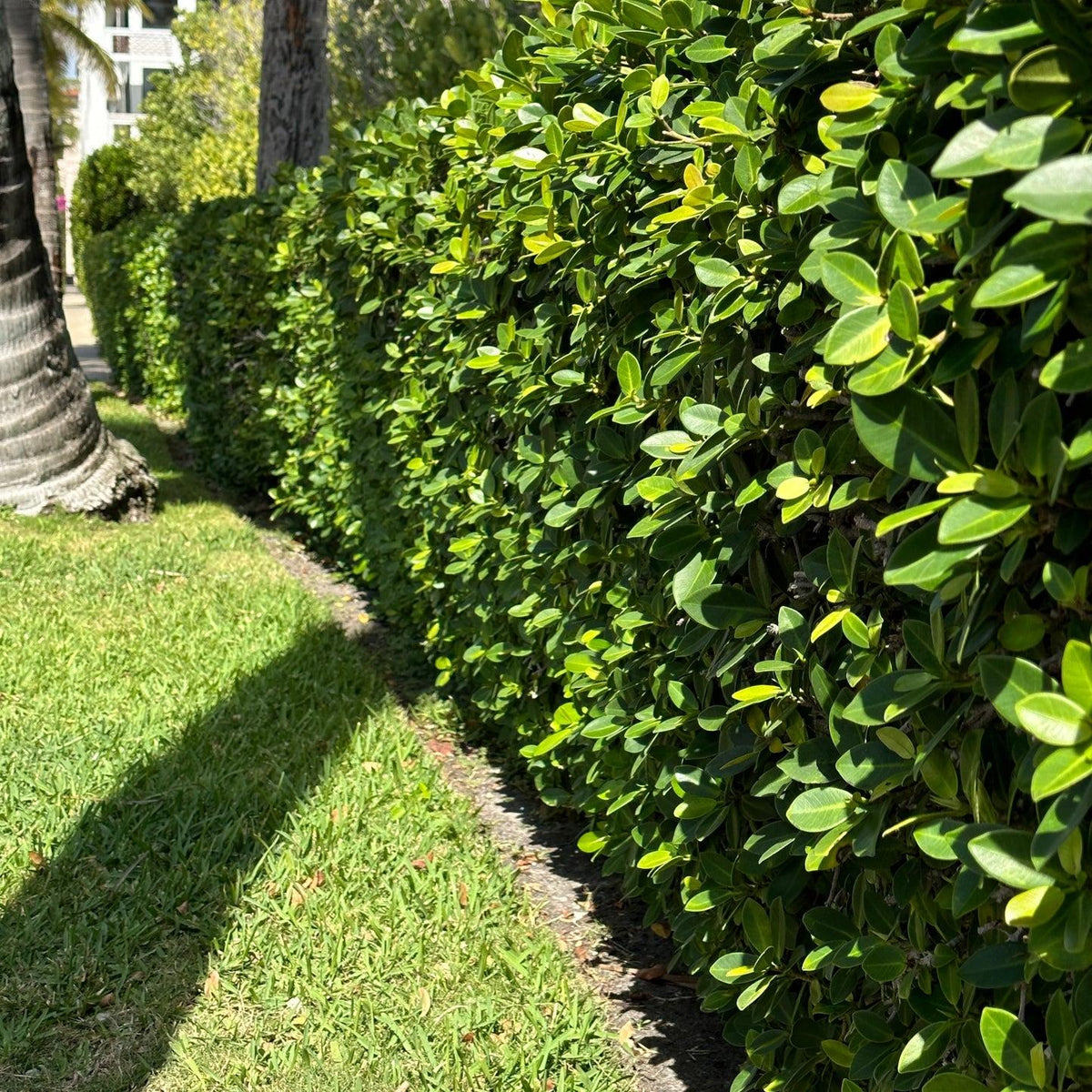 Ficus Microcarpa 'Green Island' (Green Island Fig)