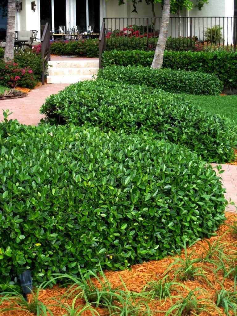 Ficus Microcarpa 'Green Island' (Green Island Fig)