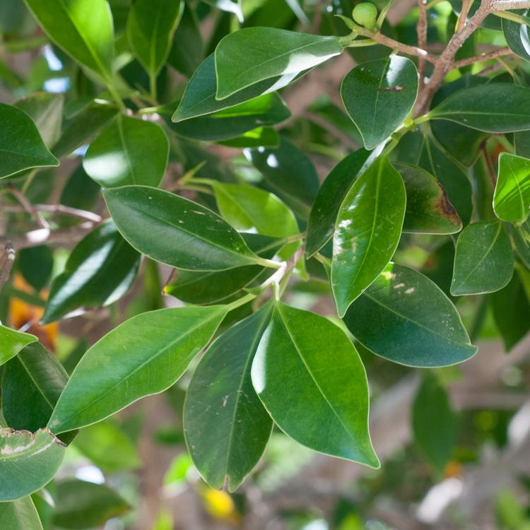 Ficus Microcarpa 'Hillii' (Hill's Weeping Fig)