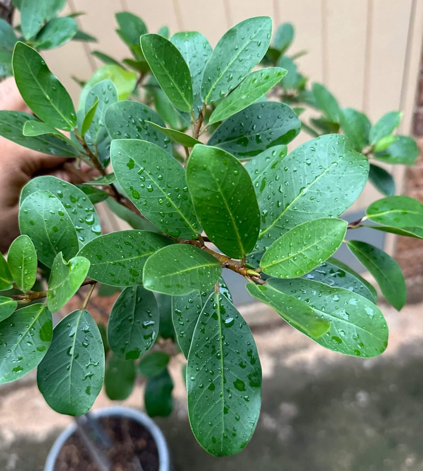 Ficus Microcarpa 'Hillii' (Hill's Weeping Fig)
