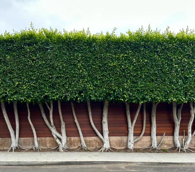 Ficus Microcarpa 'Hillii' (Hill's Weeping Fig)