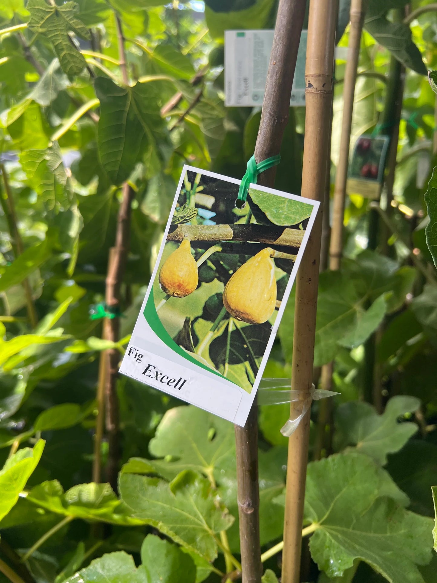 Ficus Carica 'Yellow Excel' (Yellow Excel Fig)