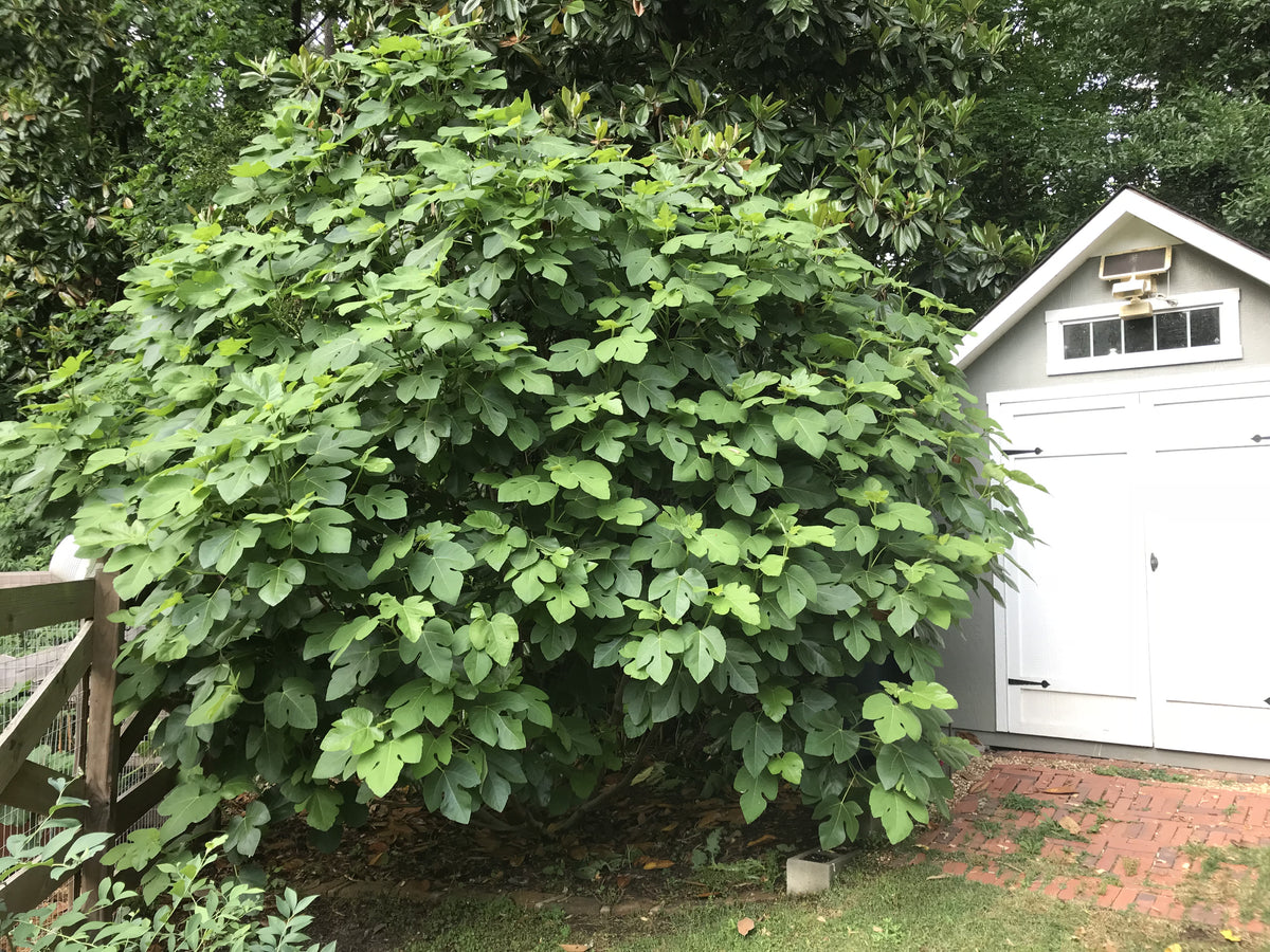Turkey Small Tree Brown Turkey Fig β Sweet, Nutritious Figs for Gardens | Nursery ...