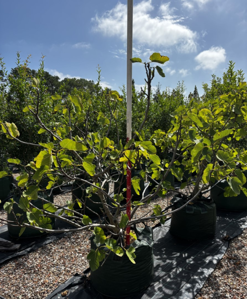 Ficus Carica ‘White Adriatic’ (White Adriatic Fig)