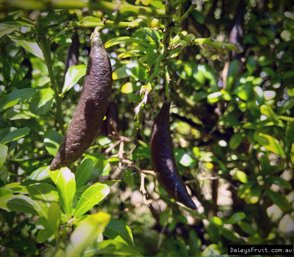Citrus australasica ‘Alstonville’ (Finger Lime)